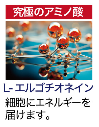 究極のアミノ酸 L-エルゴチオネイン